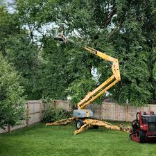 Best Tree Removal Services  in Desert Hot Springs, CA